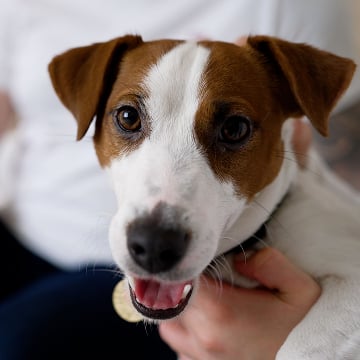 What is your pet policy at the Florenceville-Bristol location?